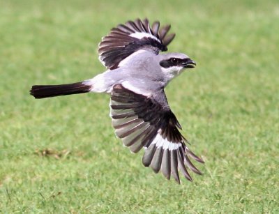Loggerhead Shrike (In flight)