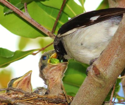Loggerhead Shrikes praying mantis down the hatch!