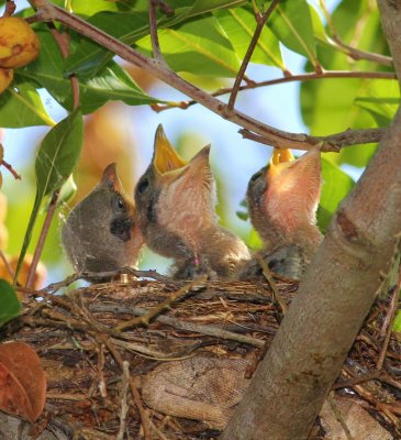 Loggerhead shrikes the brood is HUNGRY!