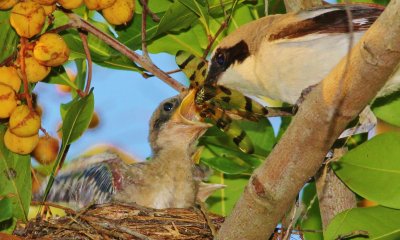 Loggerhead Shrike feeding its chick a dragonfly!