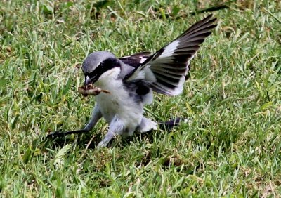 Loggerhead Shrike (with a mole cricket)