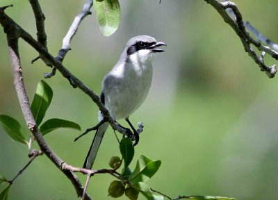 Loggerhead Shrike