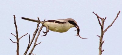 Loggerhead Shrike (flying to a limb to impale a gecko!)