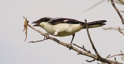 Loggerhead Shrike its work is done!