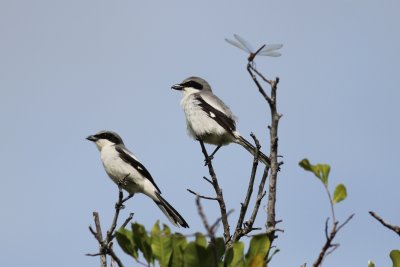 Loggerhead Shrikes