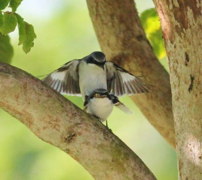 Loggerhead shrikes (Mating)
