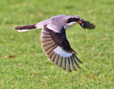 Loggerhead Shrike in flight with a mole cricket!