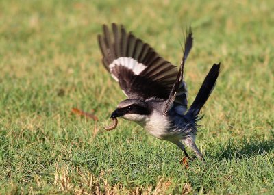 Loggerhead Shrike taking flight with a caterpillar!