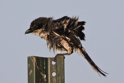 Loggerhead Shrike after taking a mud bath!