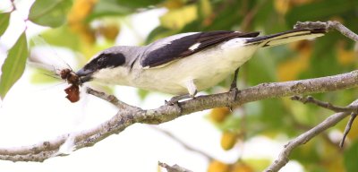 Loggerhead Shrike (Impaling a dragonfly!)