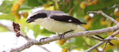 Loggerhead Shrike after impaling a dragonfly!