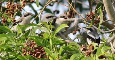 shrike  fledglings 38 125.JPG