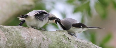 shrike  fledglings 38 288.JPG