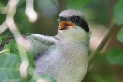 shrike 35 fledglings 207.JPG