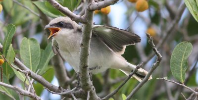 shrike  fledglings 38 265.JPG