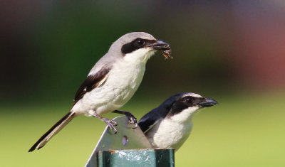 Loggerhead shrikes 
