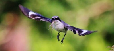  Loggerhead Shrikes (Hunting and Impaling their prey) in pictures