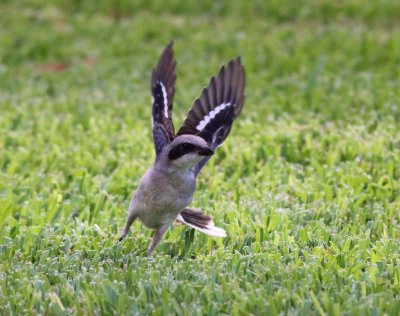 Loggerhead Shrike in flight!