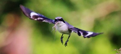 Loggerhead Shrike in flight with a Gecko!