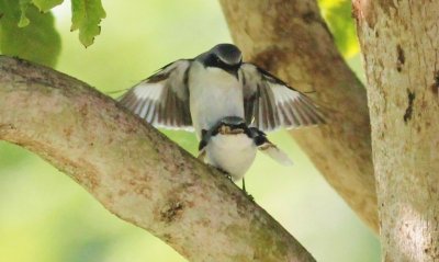 Loggerhead shrikes (Mating)