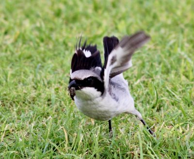 Loggerhead Shrike in flight with an insect!