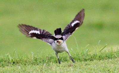 Loggerhead Shrike in flight with an insect!