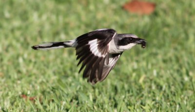 Loggerhead Shrike in flight with an insect!