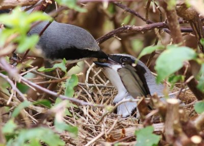 Loggerhead Shrike Feeding Its mate in thier nest!