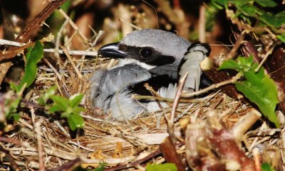 Loggerhead shrike in its nest