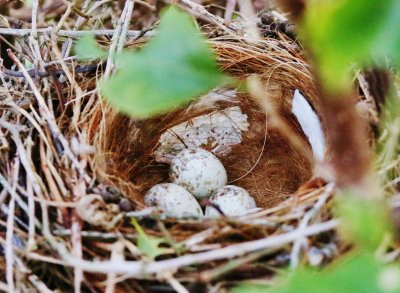 Loggerhead shrikes nest