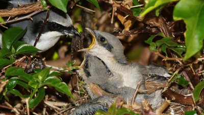Loggerhead Shrike about to feed a gecko to its chicks!