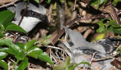 Loggerhead Shrikes (In there nest)