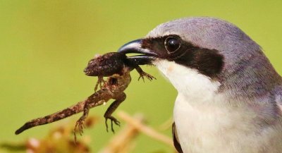Loggerhead Shrike with a Gecko!