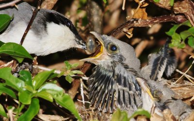 Loggerhead shrike feeding its chick