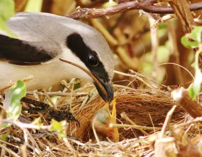 Loggerhead shrike feding its hatchling a Gecko!