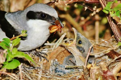 Loggerhead shrike feeding its chick a Beetle!