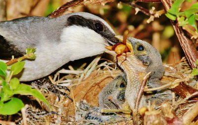 Loggerhead Shrike feeding its chick a Beetle!