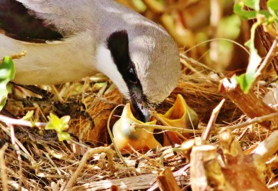Loggerhead shrike feeding it's hacthling.
