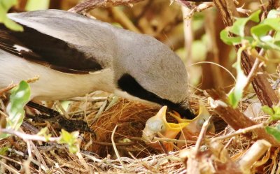 Loogerhead shrike feeding it's hacthlings!