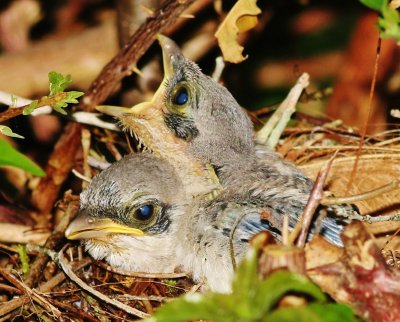 Loggerhead shrike chicks were hungry!