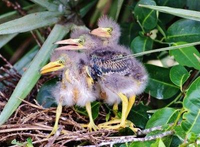 Green Herons nesting cycle, Than see the little Green Heron escape death!