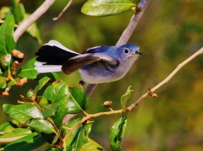 Blue-gray Gnatcatcher In flight!