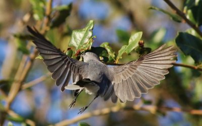 Blue-gray Gnatcatcher in flight snatching an Insect off a leaf!