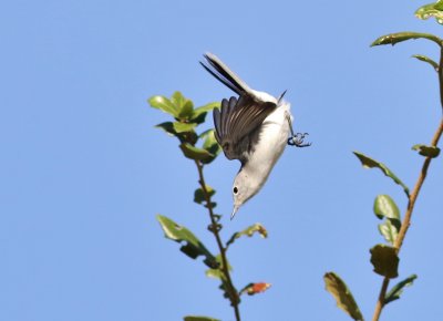 Blue-gray Gnatcatcher in flight!