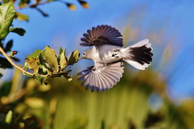 Blue-gray Gnatcatcher about to snatch an insect off a leaf!