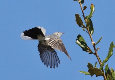 Blue-gray Gnatcatcher searching for insects!