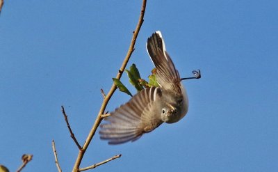 Blue-gray Gnatcatcher catching a Mayfly in flight!