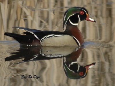               Canard branchu