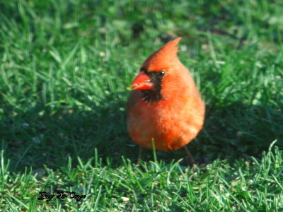 Cardinal rouge.jpg