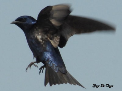        Hirondelle noire